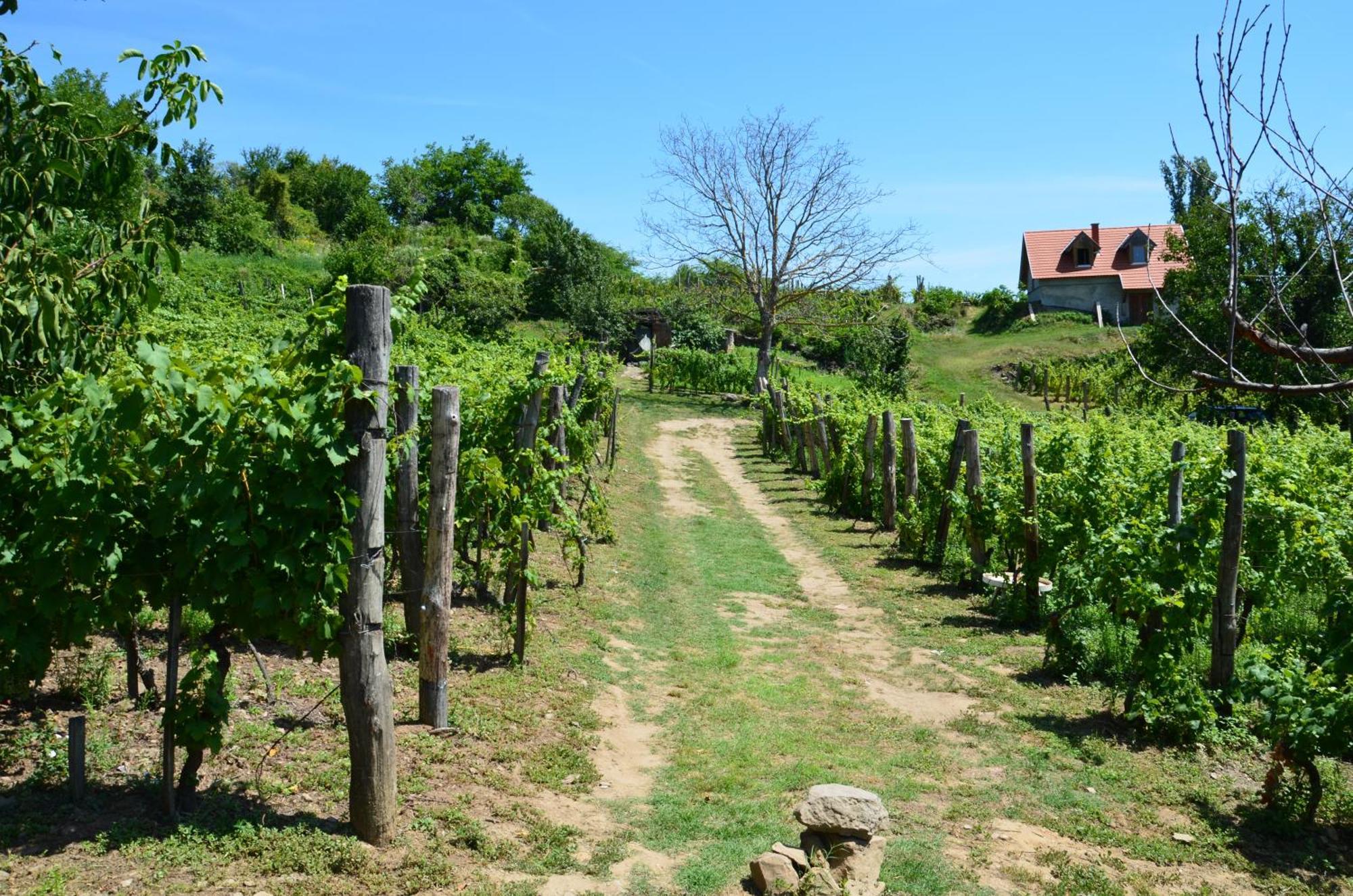 Grand Cru 3. Hébergement de vacances Hegymagas